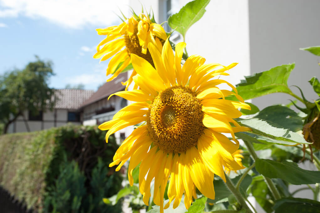 Sonnenblume Monteurwohnung Kötz